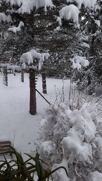 20250408_064138.jpg